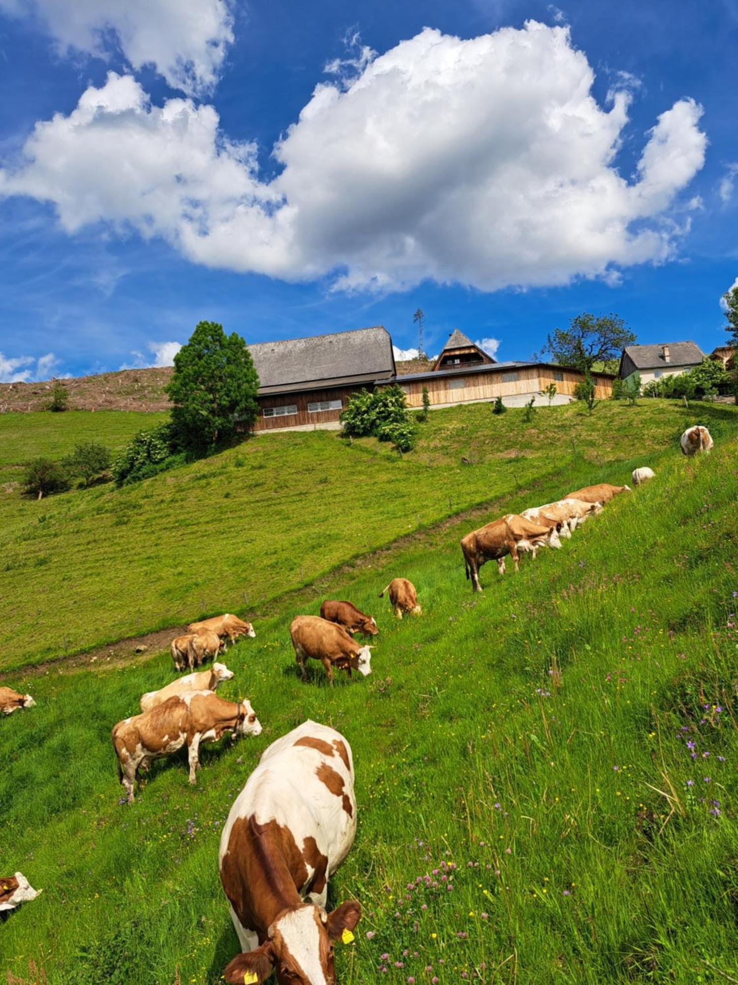 Apartmán Bio-Peisingerhof Sankt Stefan ob Leoben Exteriér fotografie